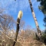 Magnolia × proctoriana ফুল