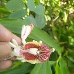 Alpinia calcarata Цвят