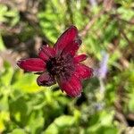 Cosmos atrosanguineus Õis