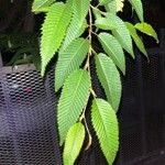Carpinus japonica ഇല