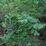 Photinia villosa Habitatea