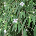 Centradenia inaequilateralis Flor