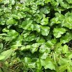 Hydrocotyle ranunculoides Leaf