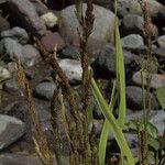 Poa secunda Habit