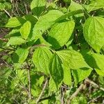 Philadelphus schrenkii Fulla