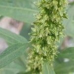 Rumex palustrisVirág