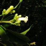 Eumachia lyciiflora
