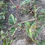 Boerhavia erecta叶