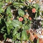 Lysimachia arvensis Floare