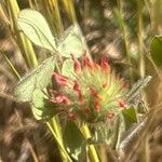 Trifolium hirtum Kwiat