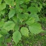 Crataegus marshallii Leaf