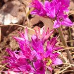 Allium dichlamydeum Flor