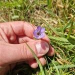 Campanula scheuchzeriBlüte