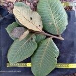 Freziera arbutifolia List