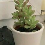 Sedum pachyphyllum 叶