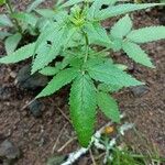 Cedronella canariensis Likasa