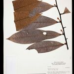 Guatteria discolor Hoja