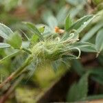 Stylosanthes fruticosa Ffrwyth