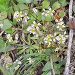 Draba verna 整株植物