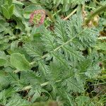 Erodium manescavi পাতা