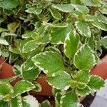 Coleus madagascariensis Leaf