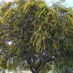 Acacia saligna 花