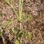 Pycnocomon rutifolium Hoja