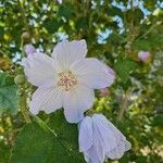 Corynabutilon vitifolium 花