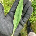 Solidago speciosa 葉