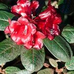 Rhododendron beanianum 花