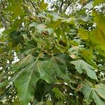 Platanus orientalis Листок