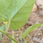 Passiflora vesicaria Folla