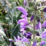 Salvia pratensis Flower