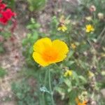 Eschscholzia caespitosa Flor