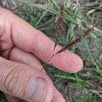 Dichanthium aristatum Flors