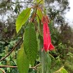 Fuchsia boliviana Folio