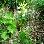 Platanthera chlorantha Alkat (teljes növény)