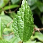 Boehmeria japonica Feuille