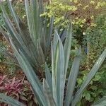 Agave sisalana 葉