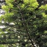 Abies homolepis Lapas