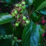 Crataegus persimilis Fruit