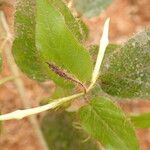 Jasminum preussii Hoja