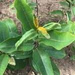 Asclepias syriaca Leaf