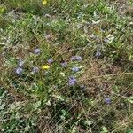 Jasione montana Habit