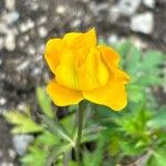 Trollius chinensis പുഷ്പം