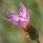 Xeranthemum cylindraceum Flower