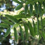 Toona sinensis Ліст