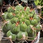 Gymnocalycium pflanzii Bark