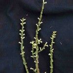 Baccharis crispa 葉