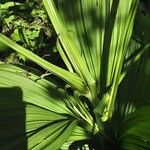 Veratrum nigrum 葉